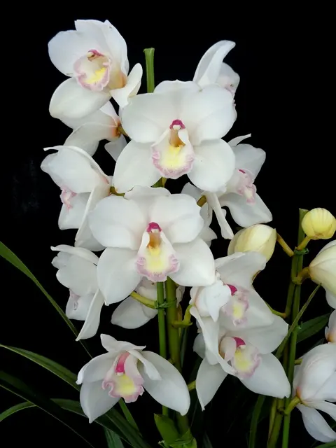 ザツーバージンズ｜園芸日記byこんちゃん｜みんなの趣味の園芸｜535054