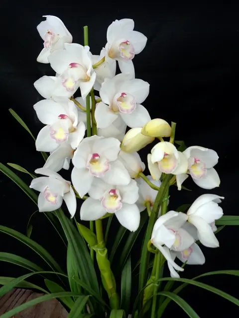 ザツーバージンズ｜園芸日記byこんちゃん｜みんなの趣味の園芸｜535054