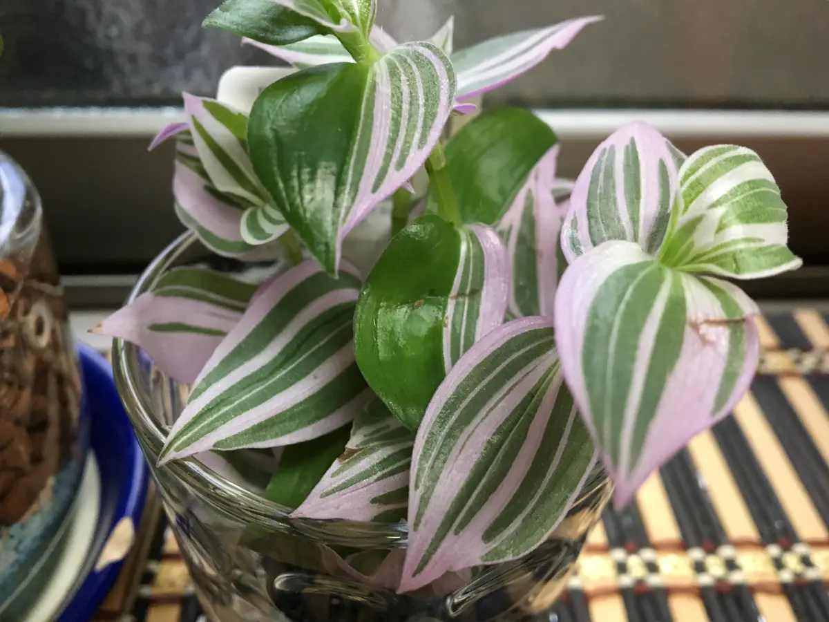 ストライプの葉｜園芸日記byあずきもち｜みんなの趣味の園芸｜535993