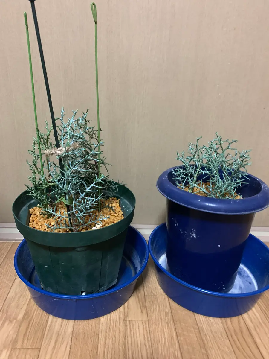 挿木のブルーアイス🌲｜園芸日記byふみえ｜みんなの趣味の園芸｜536103