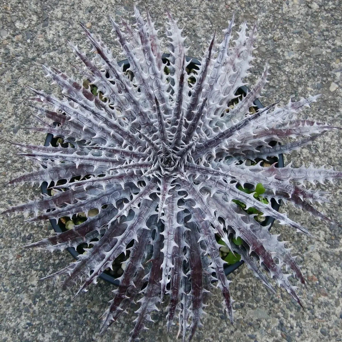 ディッキア・マーキュリー（Dyckia'Mercury'）｜園芸日記byにん