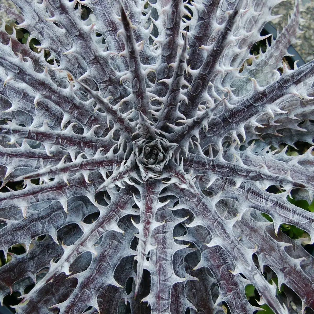 ディッキア Dyckia Mercury F2 D020 ディッキア・マーキュリー：Dyckia 'Mercury' Original Clone