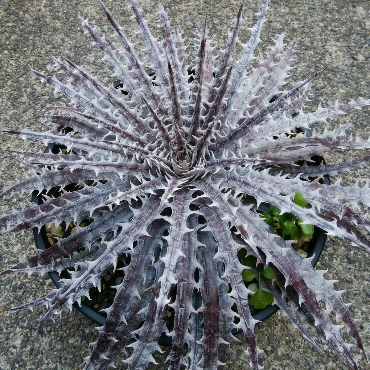 ディッキア・マーキュリー（Dyckia'Mercury'）｜園芸日記byにんにん