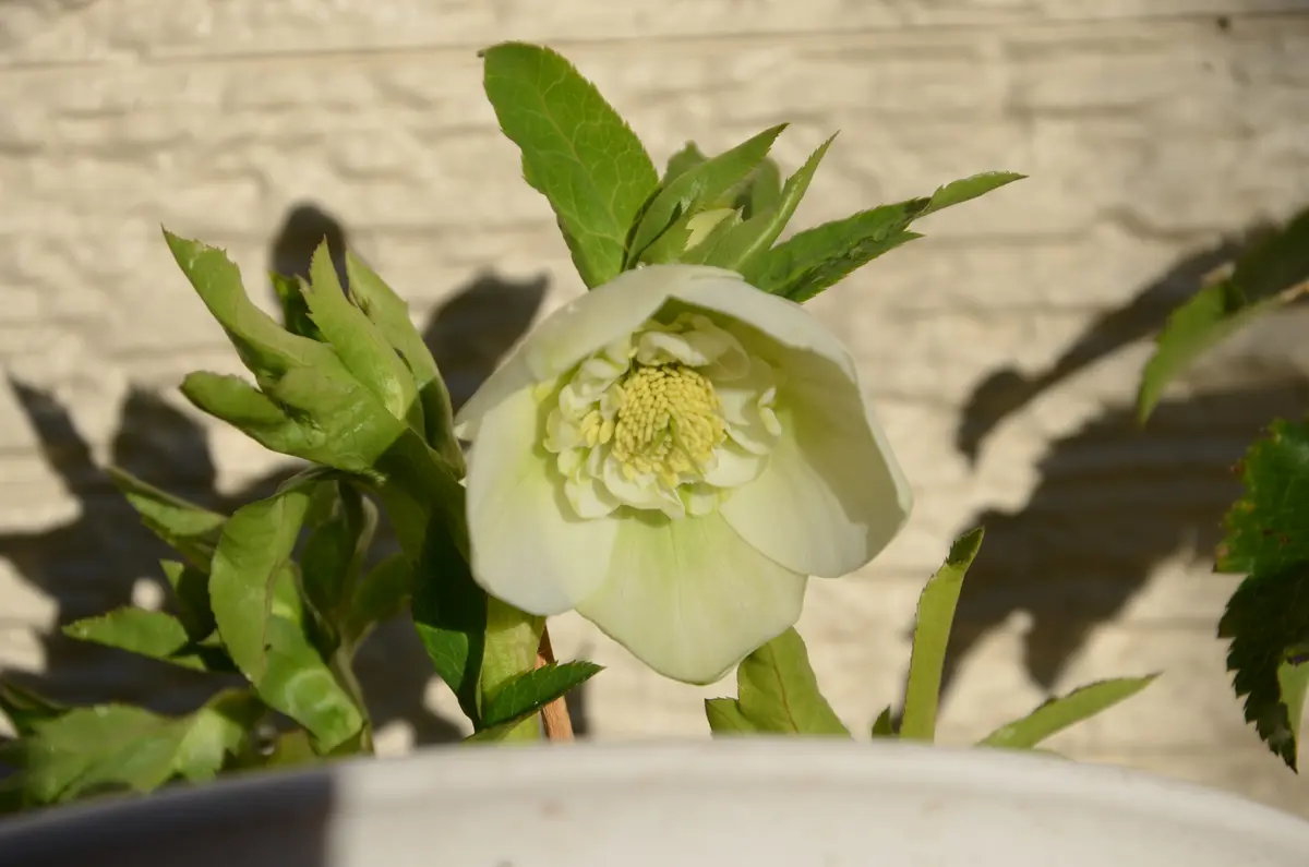 クリスマスローズ シングルビューティーホワイトという名前｜園芸日記