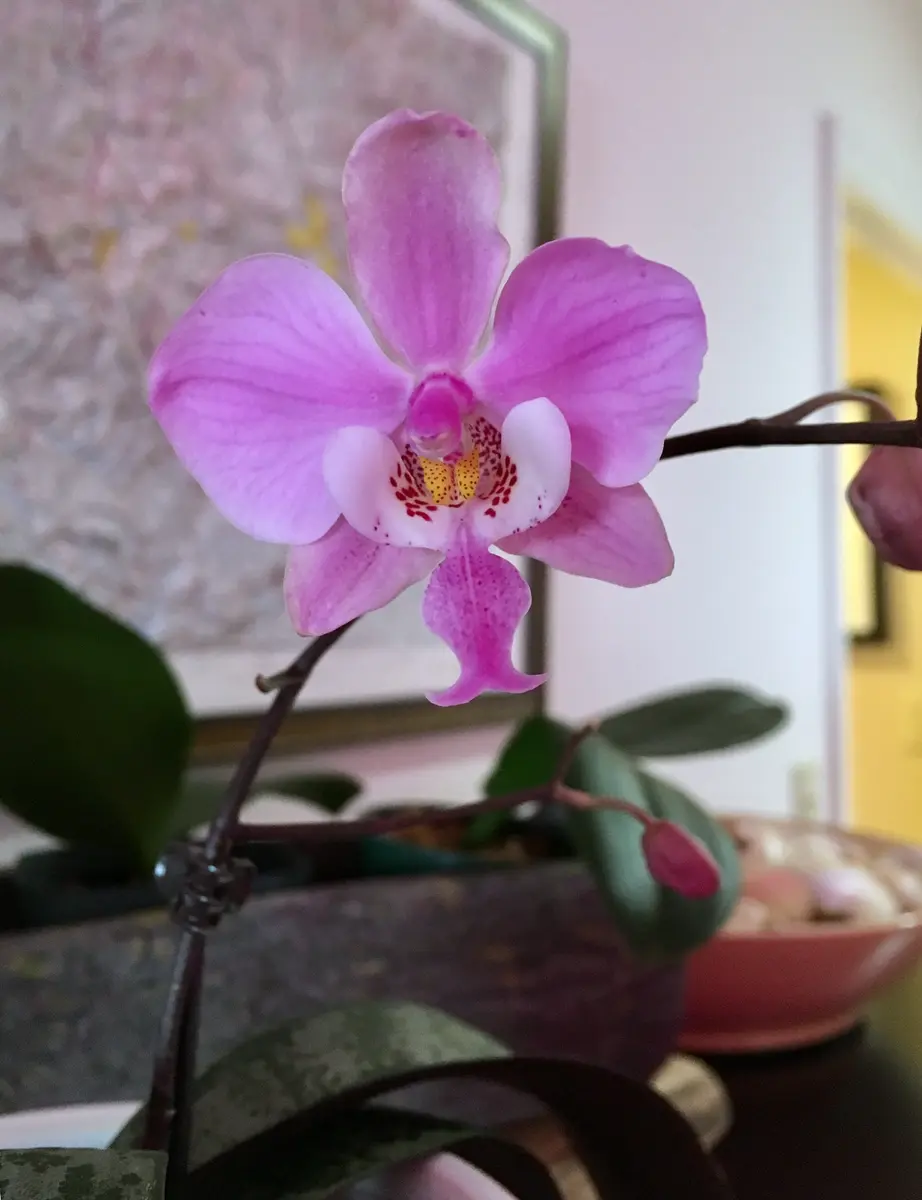 Phal.schillerianaの日記一覧|mo'moさんの園芸日記-みんなの趣味