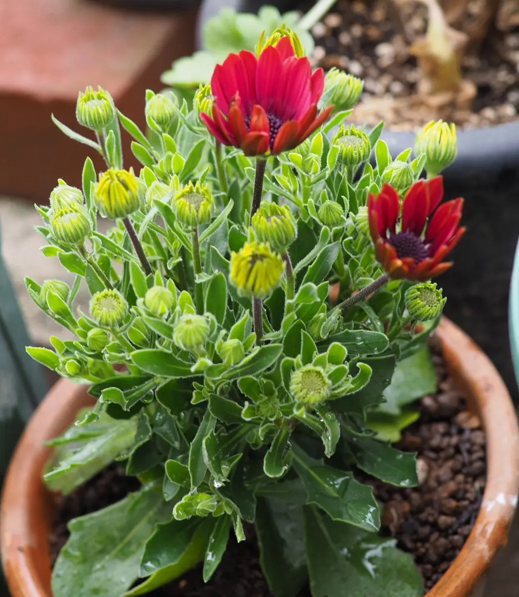 園芸店で、バラを思う｜園芸日記byらりこ｜みんなの趣味の園芸｜538246 