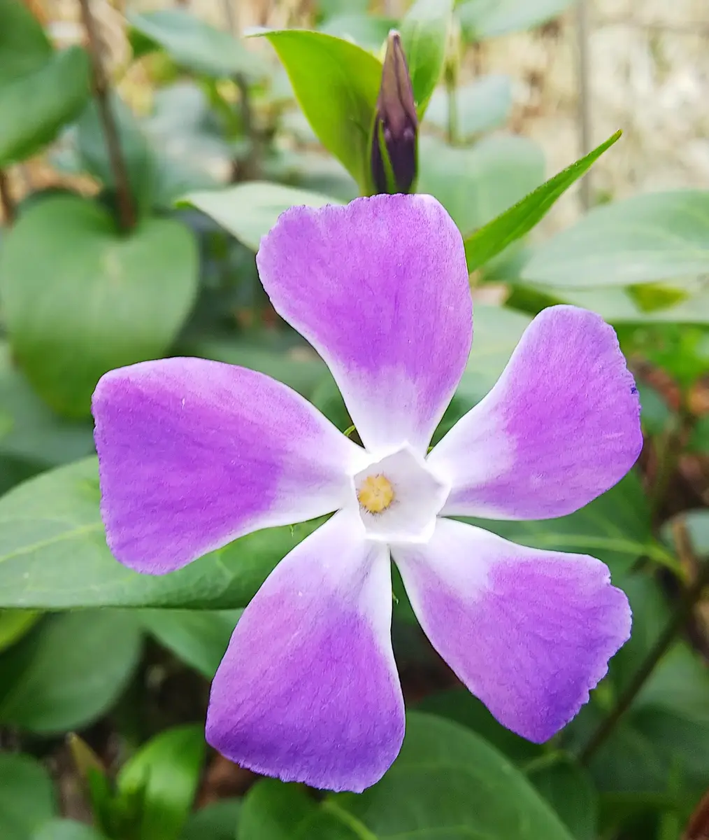 水色の花が春を呼びます🎵｜園芸日記byjictenko｜みんなの趣味の園芸｜538767