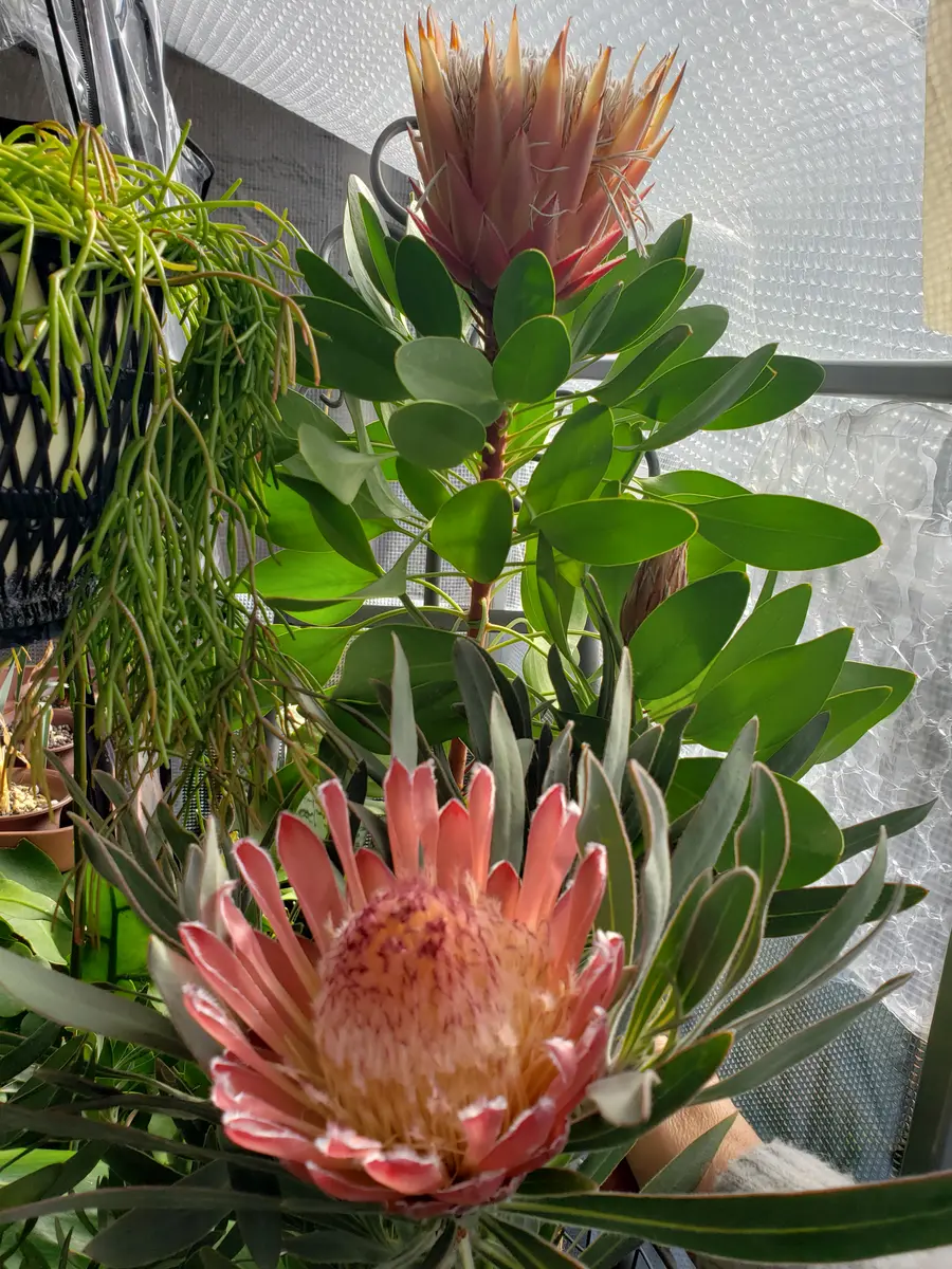 プロテア ダナー オージープランツ 観葉植物