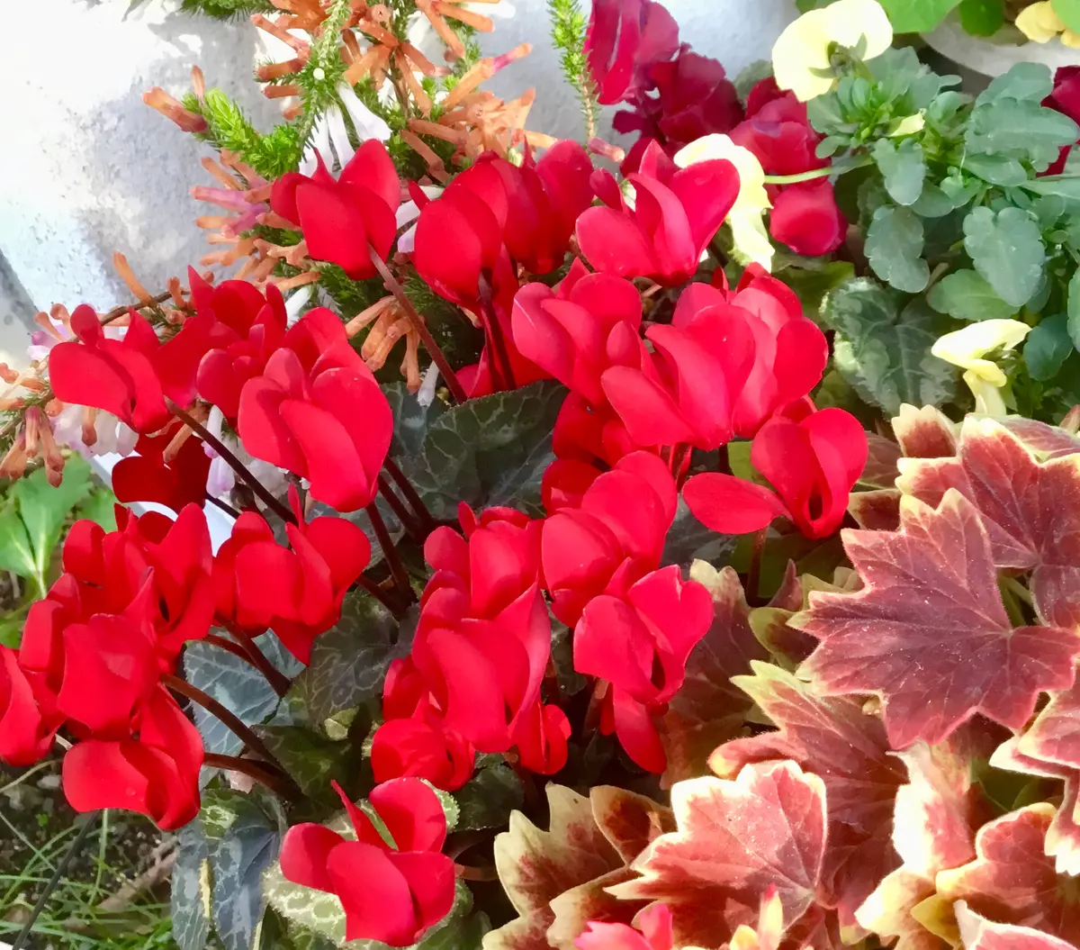 寄せ植えのシクラメンともみじ葉ゼラニューム｜園芸日記byjictenko