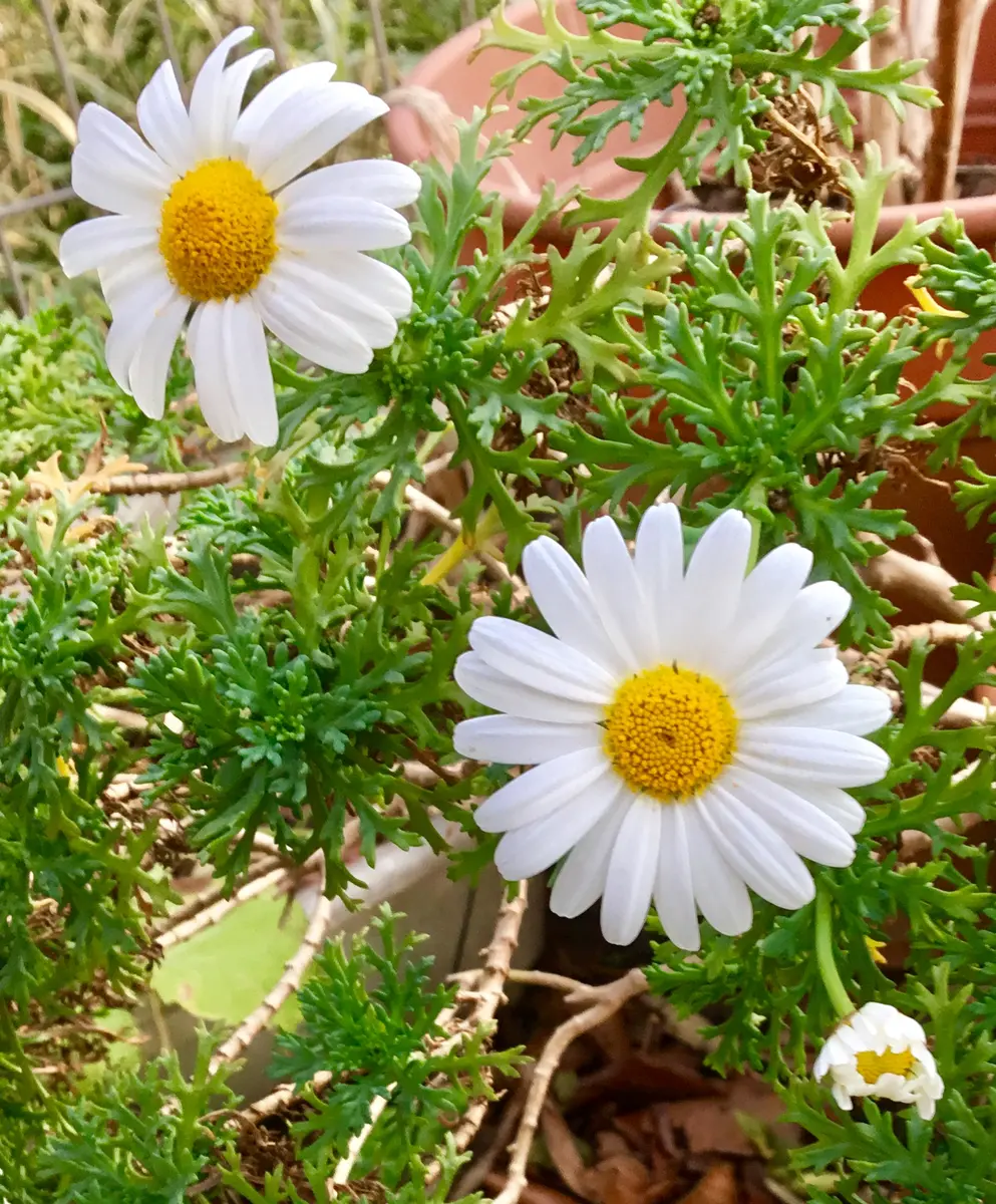 キク科の花が🌼満開〔写真2枚目〕-jictenkoさんの日記｜みんなの趣味の園芸2019/02/16