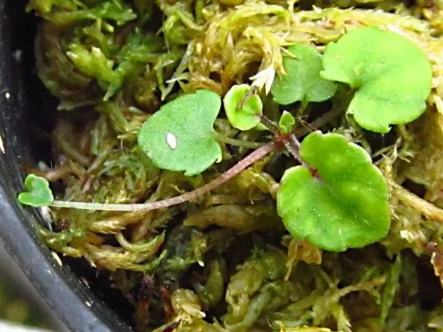 オリヅルスミレ、または、三つ子の魂百まで｜園芸日記byNapraforgo