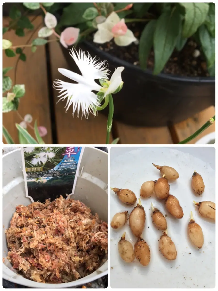 鷺草の球根掘り上げ｜園芸日記byあずきもち｜みんなの趣味の園芸｜542283