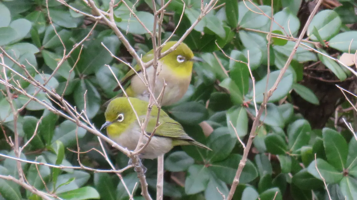 🐤仲良しメジロはいつも一緒🐤|園芸日記byshinji70|みんなの 🐤仲良しメジロはいつも一緒🐤|園芸日記byshinji70|みんなの