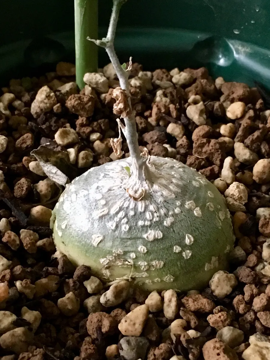 ケドロスティス・アフリカーナ｜園芸日記byいも子｜みんなの趣味の園芸