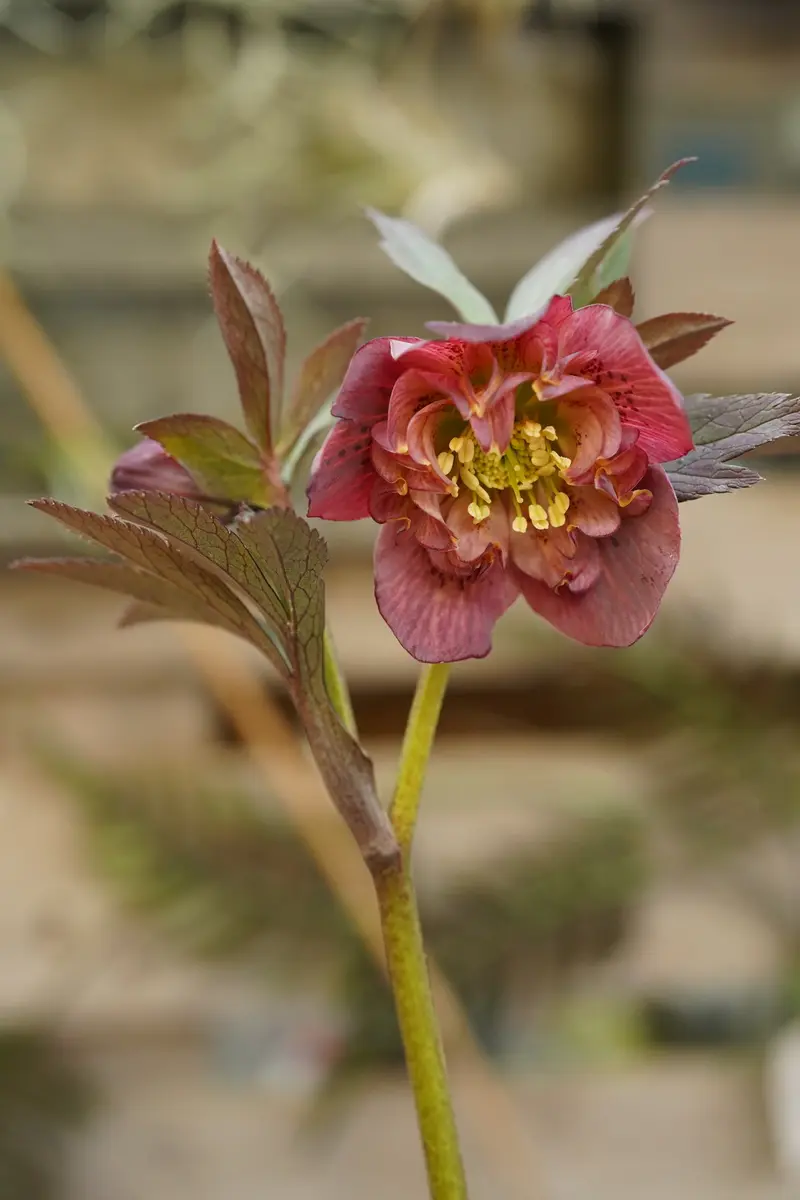 クリスマスローズの交配種（カメレオン）｜園芸日記by野々口稔