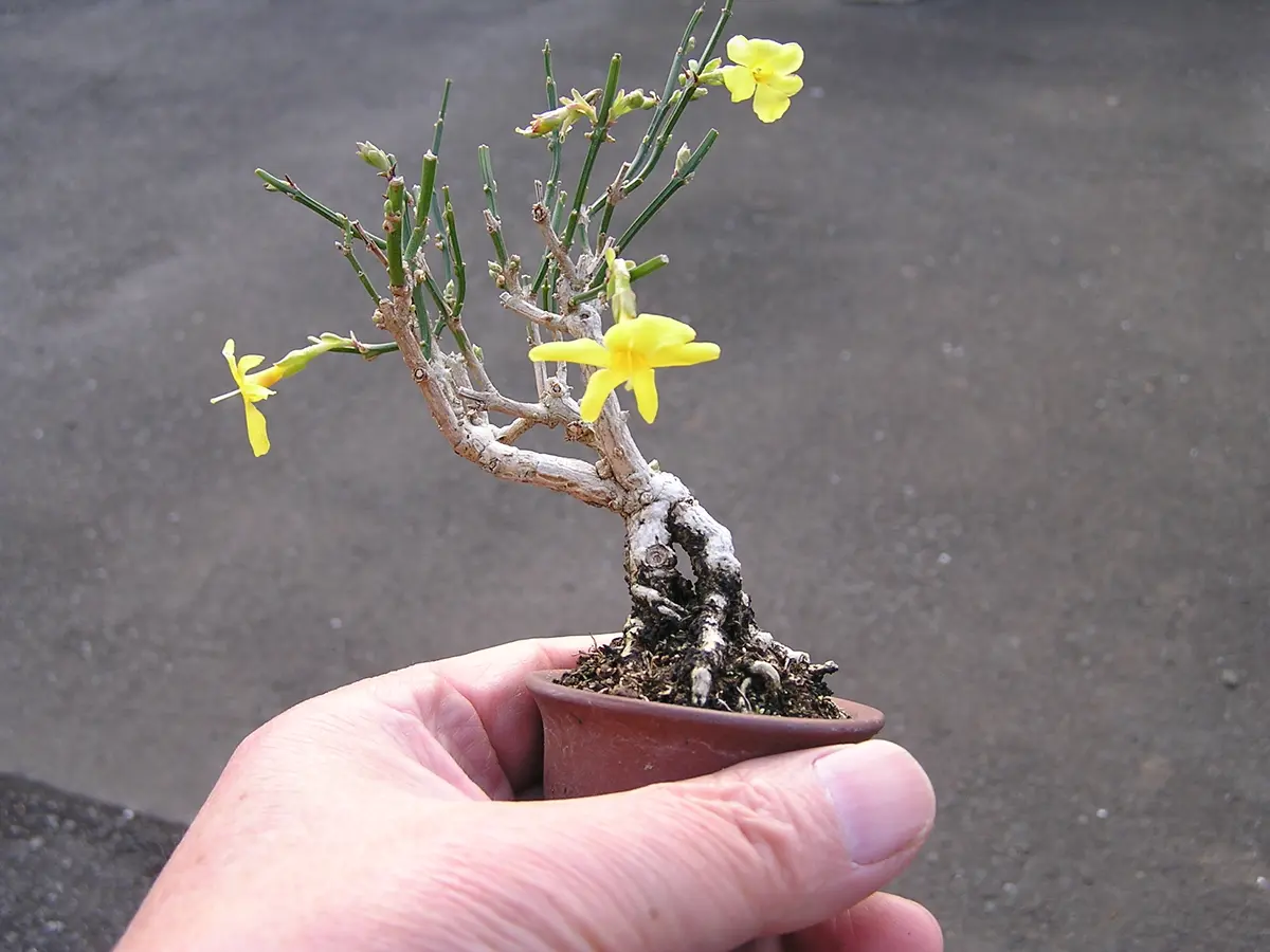 ミニ盆栽、黄梅が咲きました。｜園芸日記byたっちゃん｜みんなの趣味の