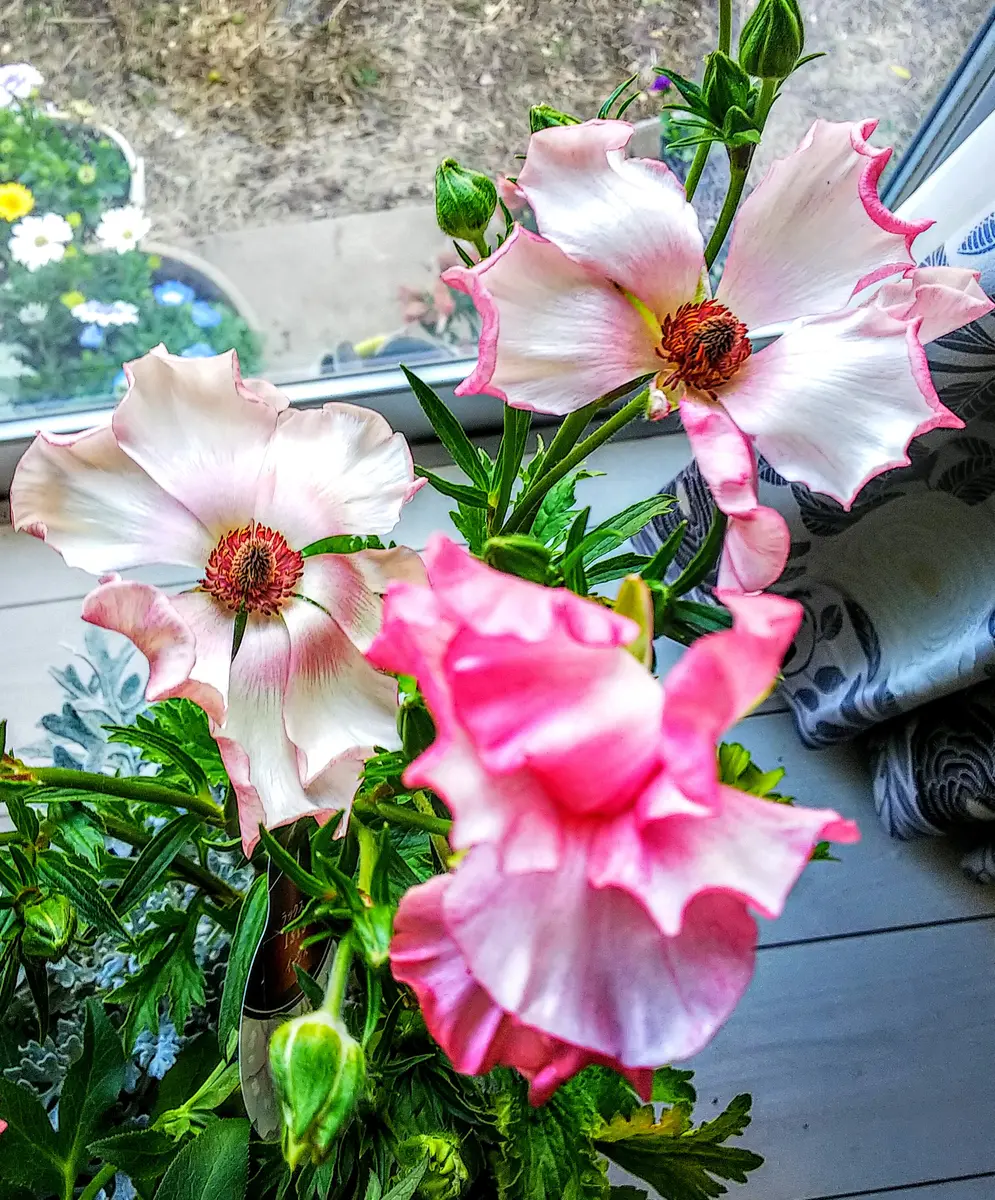 ラナンキュラス🍀ラックス・イーシスの寄せ植え①｜園芸日記