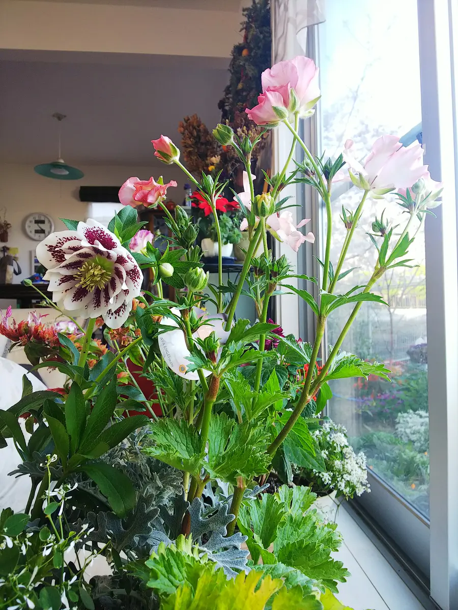ラナンキュラス🍀ラックス・イーシスの寄せ植え①｜園芸日記
