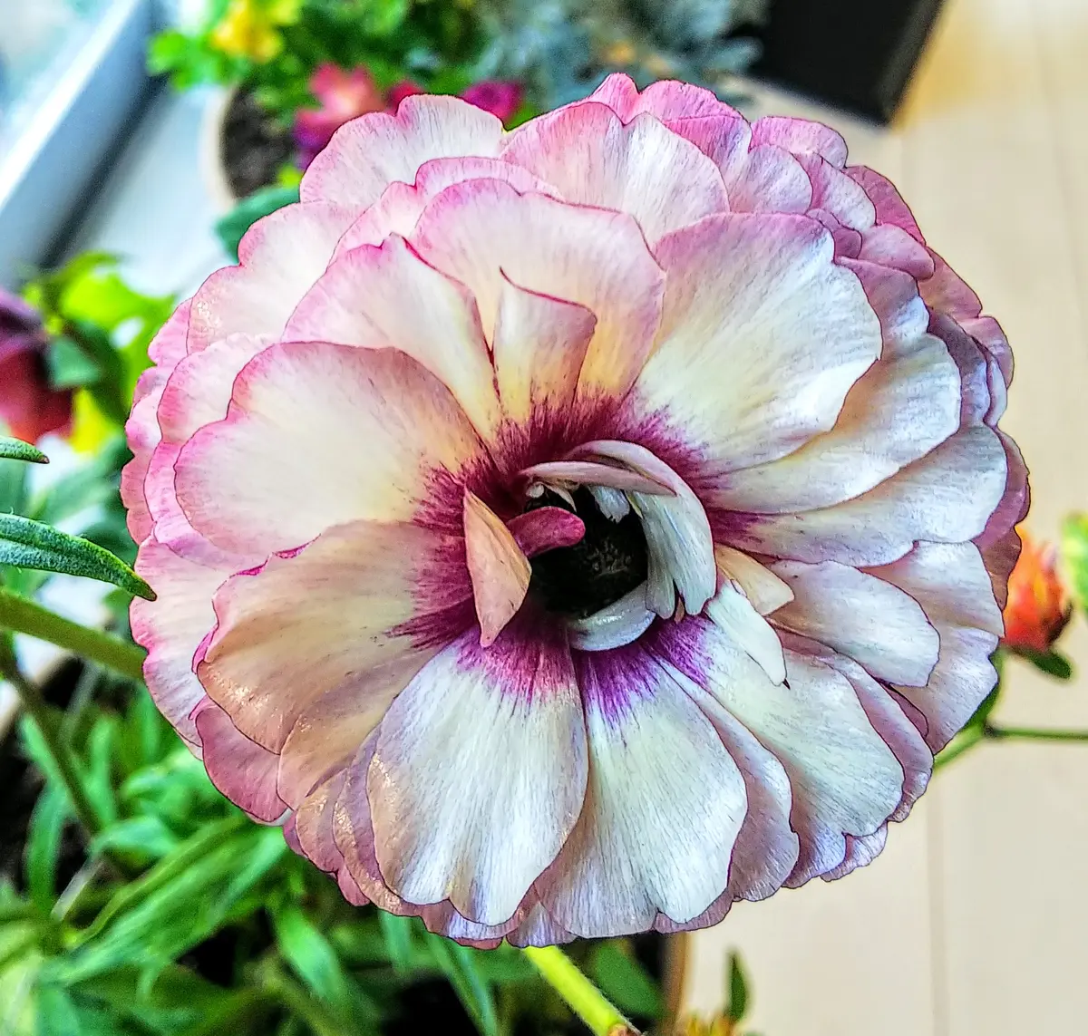 宿根草【タグ付】ラナンキュラスラックス『アイオリア・ティーバ』２セット　寄せ植え 宿根草【タグ付】ラナンキュラスラックス『アイオリア・ティーバ』2