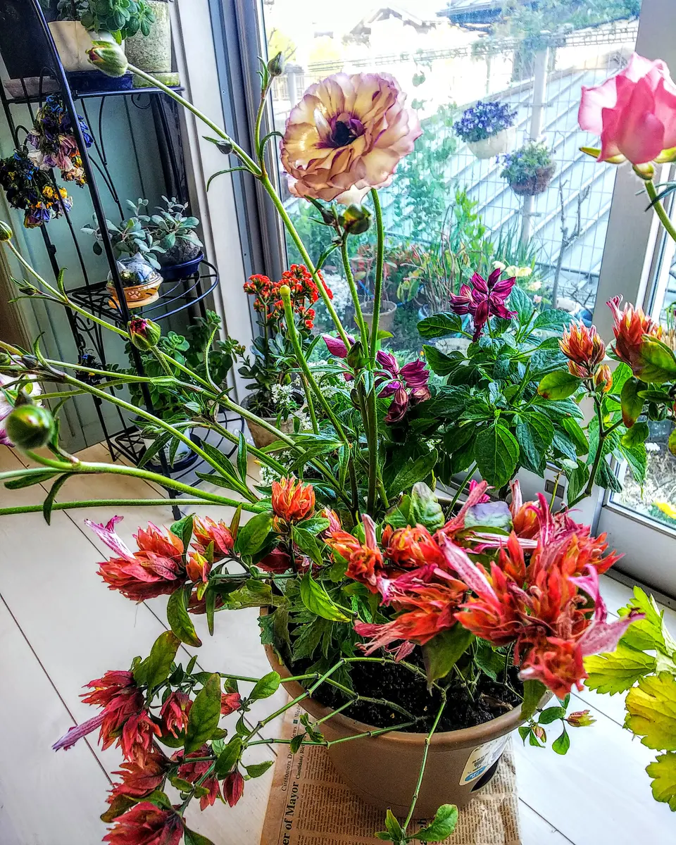 宿根草【タグ付】ラナンキュラスラックス『アイオリア・ティーバ』2