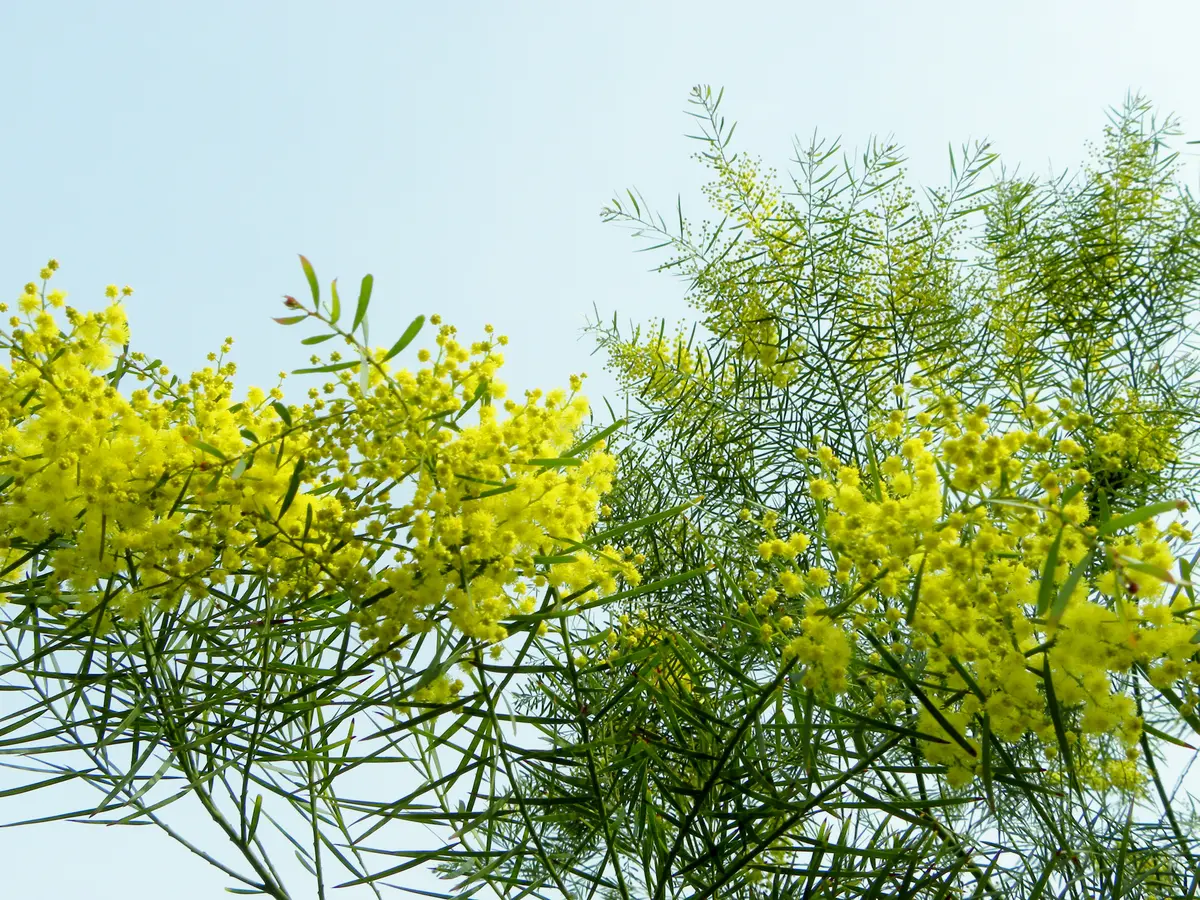 フサアカシア？・・・｜園芸日記by博多花きちばーば｜みんなの趣味の