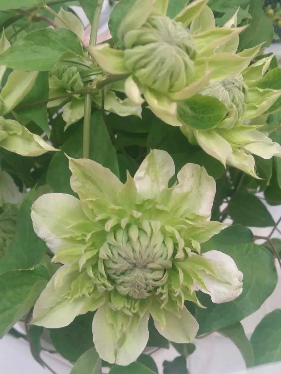 春の花々とクレマチス展｜園芸日記by金子 明人｜みんなの趣味の