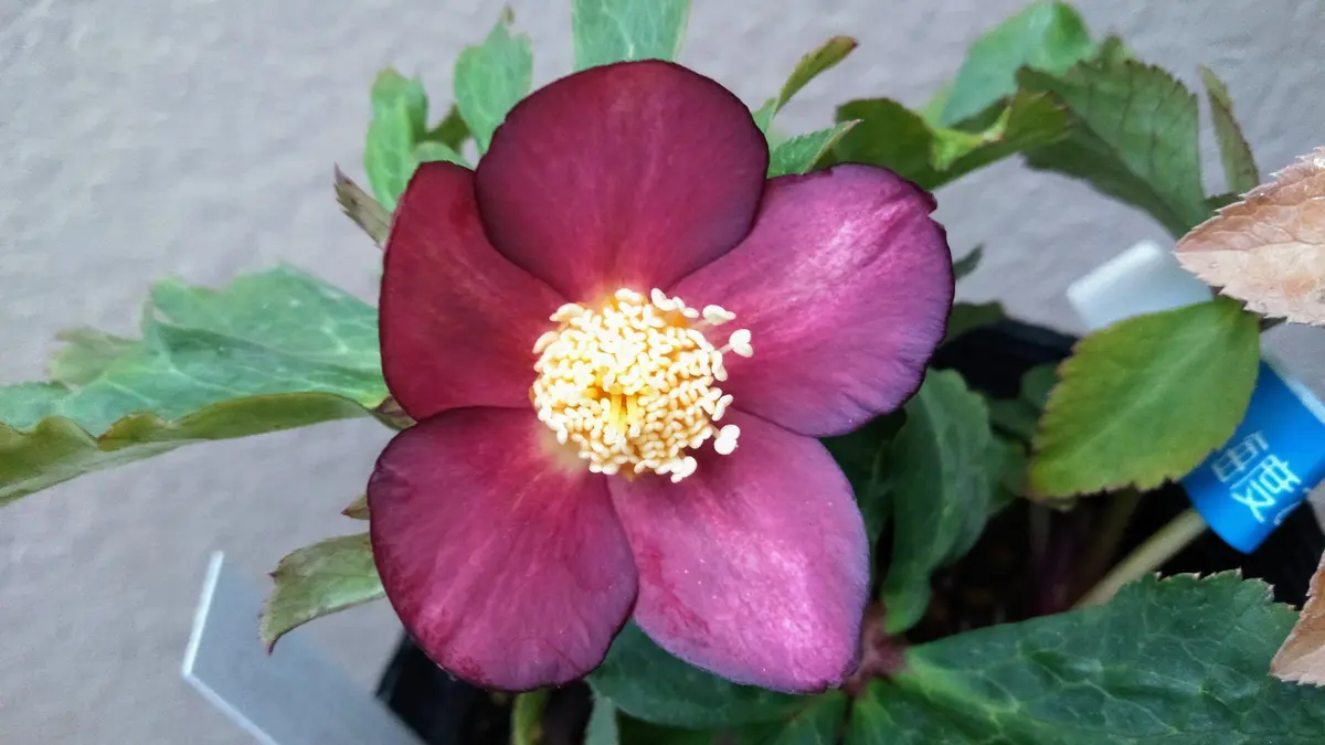 大木ナーセリーさんのアトロ交配レッドゴールド｜園芸日記byさいちぇん