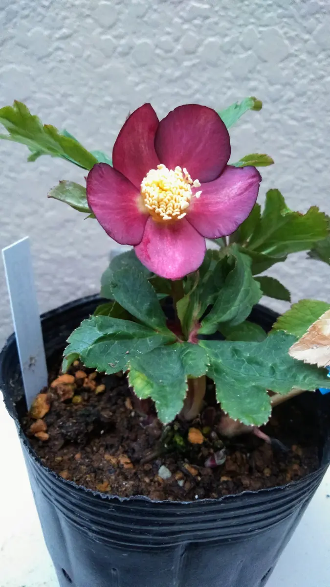 大木ナーセリーさんのアトロ交配レッドゴールド｜園芸日記byさいちぇん