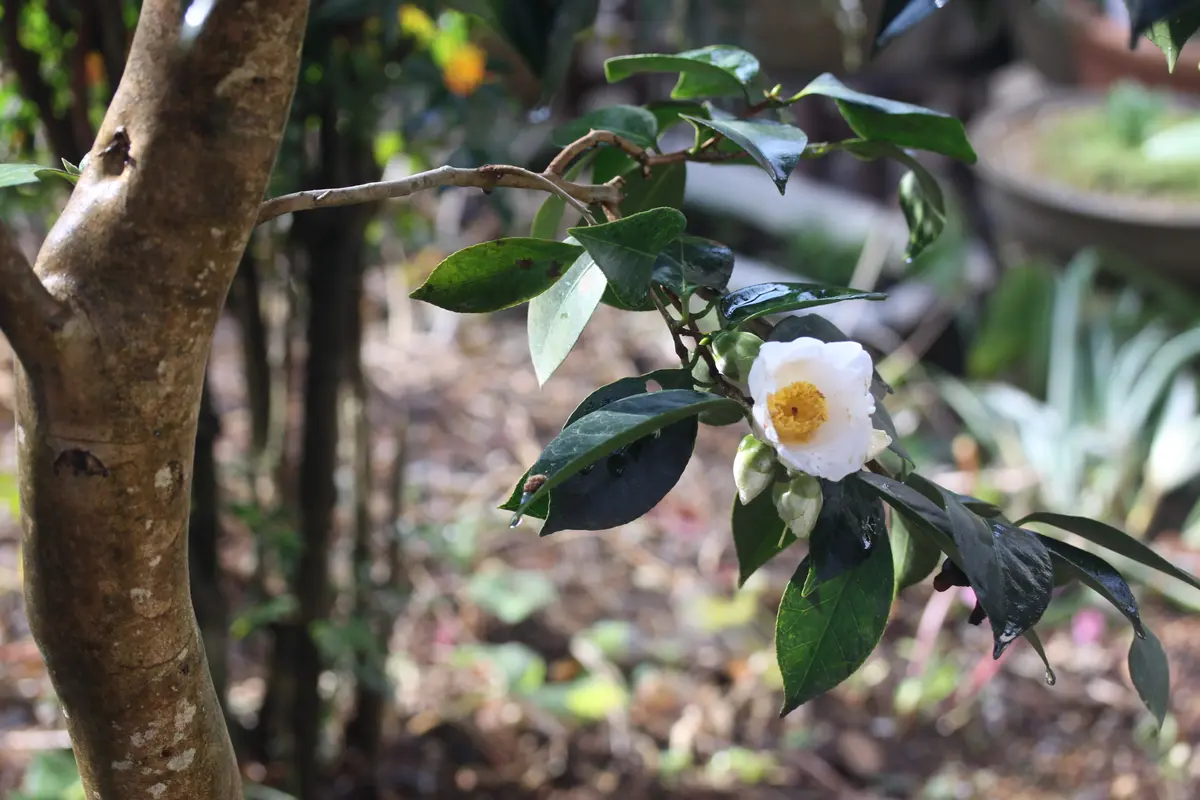 ツバキの開花時期は長い～｜園芸日記byhanura｜みんなの趣味の園芸｜548443