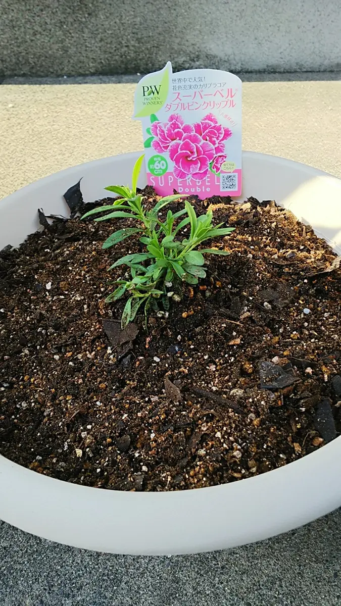 スーパーベルダブルピンクリップル｜園芸日記byリプリー｜みんなの趣味の園芸｜549285
