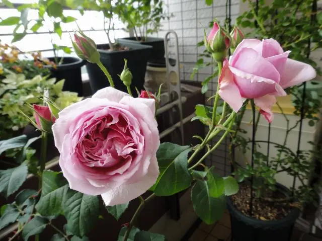 プリティジェシカ】 ER イングリッシュローズ 苗 プリティ ジェシカ