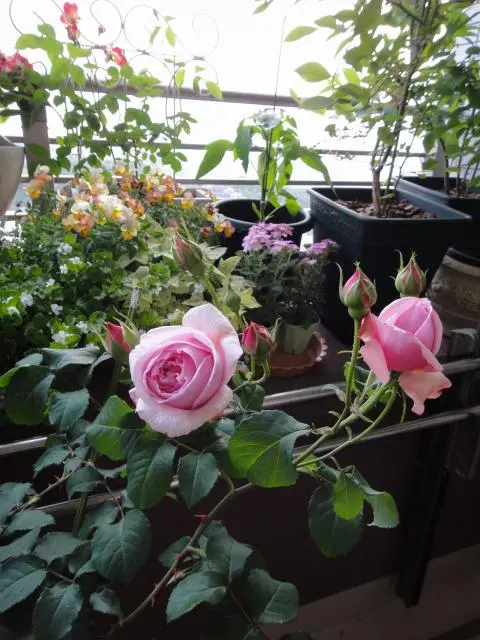 ﾌﾟﾘﾃｨｼﾞｪｼｶ(ER)開花｜園芸日記by花日和｜みんなの趣味の園芸｜54942