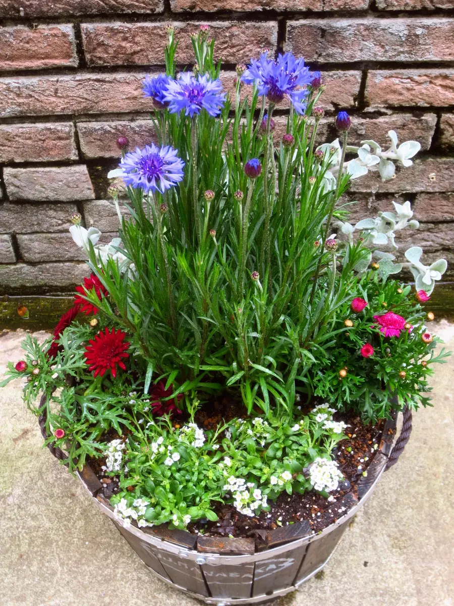 矢車草の寄せ植え〔写真1枚目〕-はなさか じいじさんの日記｜みんなの