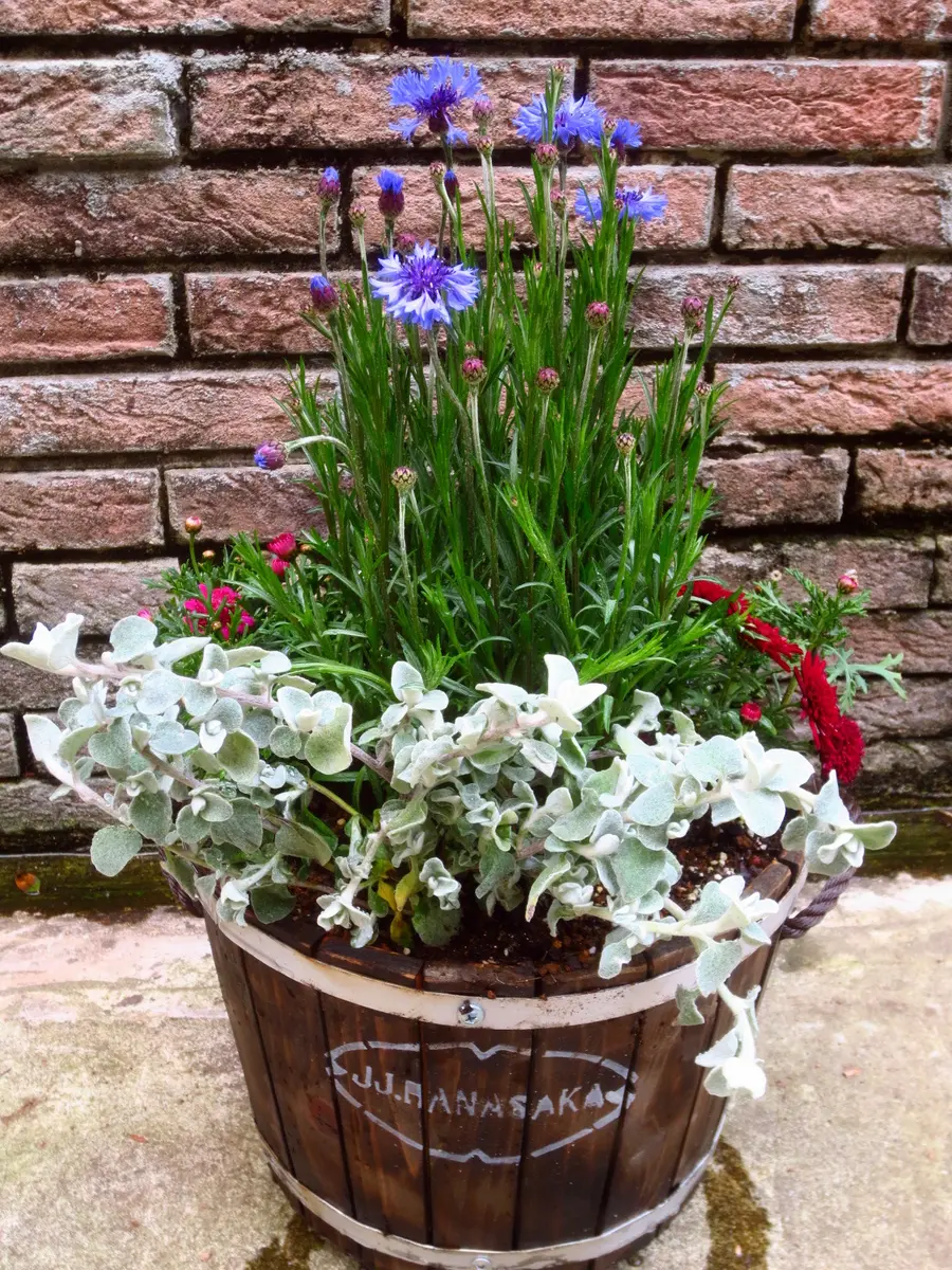 矢車草の寄せ植え｜園芸日記byはなさか じいじ｜みんなの趣味の園芸
