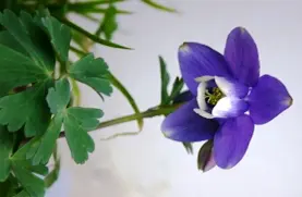 植物学ラテン語辞典　至文堂　豊国秀夫編 41n9HsssQyL._AC_UF350,