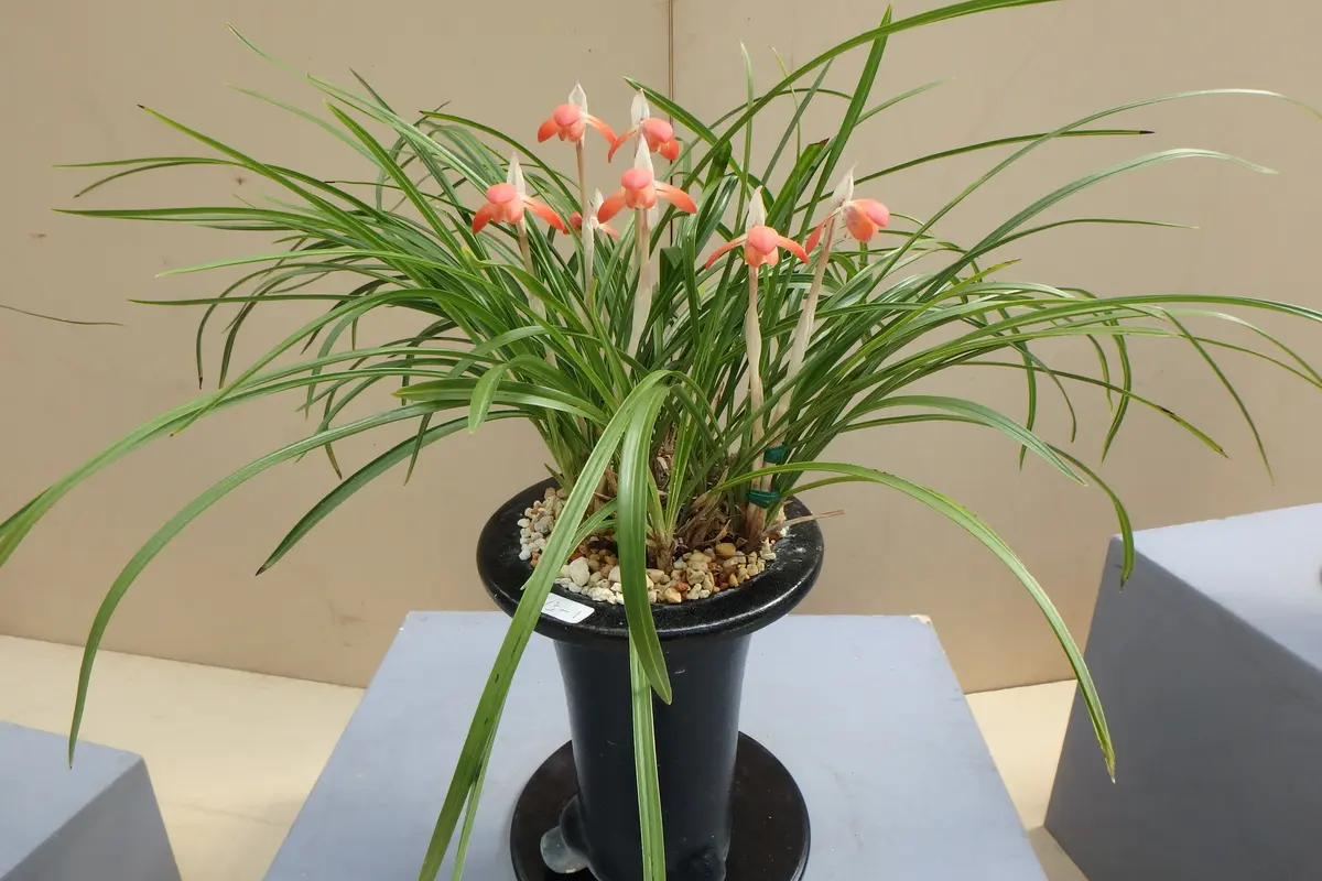 咲くやこの花館の散歩道22（春蘭展）｜園芸日記byカワモチ｜みんなの