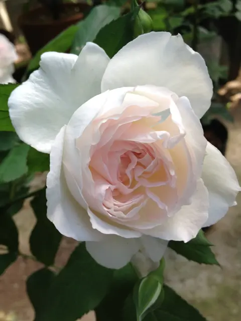 しずく｜園芸日記byみーたん｜みんなの趣味の園芸｜55320