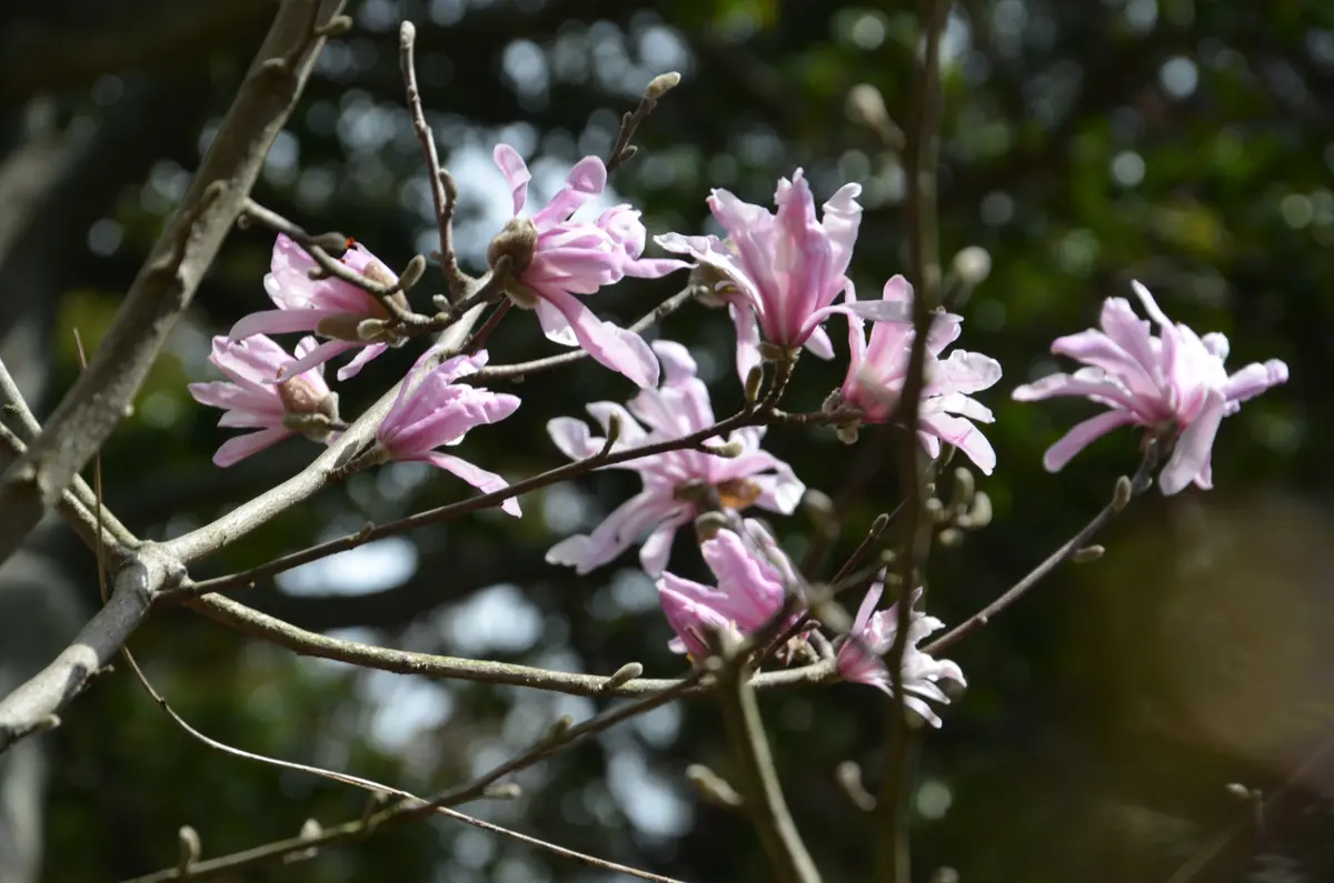 姫こぶし｜園芸日記by赤いハナミズキ｜みんなの趣味の園芸｜553288