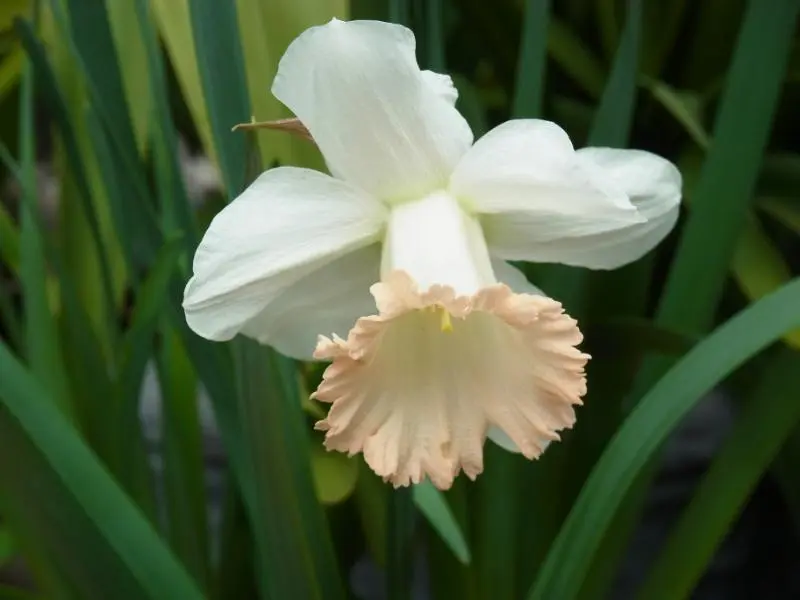 令和の香りと水仙の花｜園芸日記byuesugi｜みんなの趣味の園芸｜553369