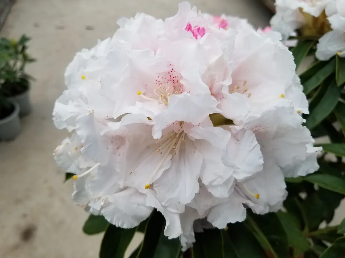 早咲きの西洋石楠花✨｜園芸日記byまぁゆ｜みんなの趣味の園芸｜554136