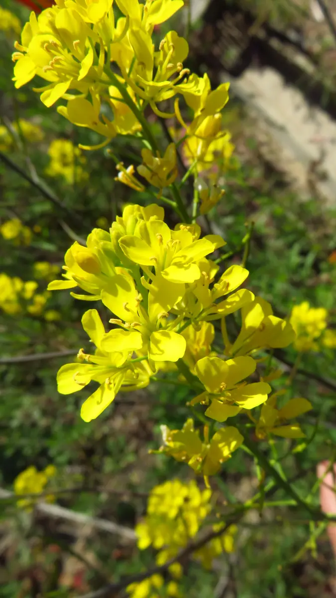 菜の花 ぶらり野の花－菜の花｜園芸日記byshinji70｜みんなの趣味の園芸