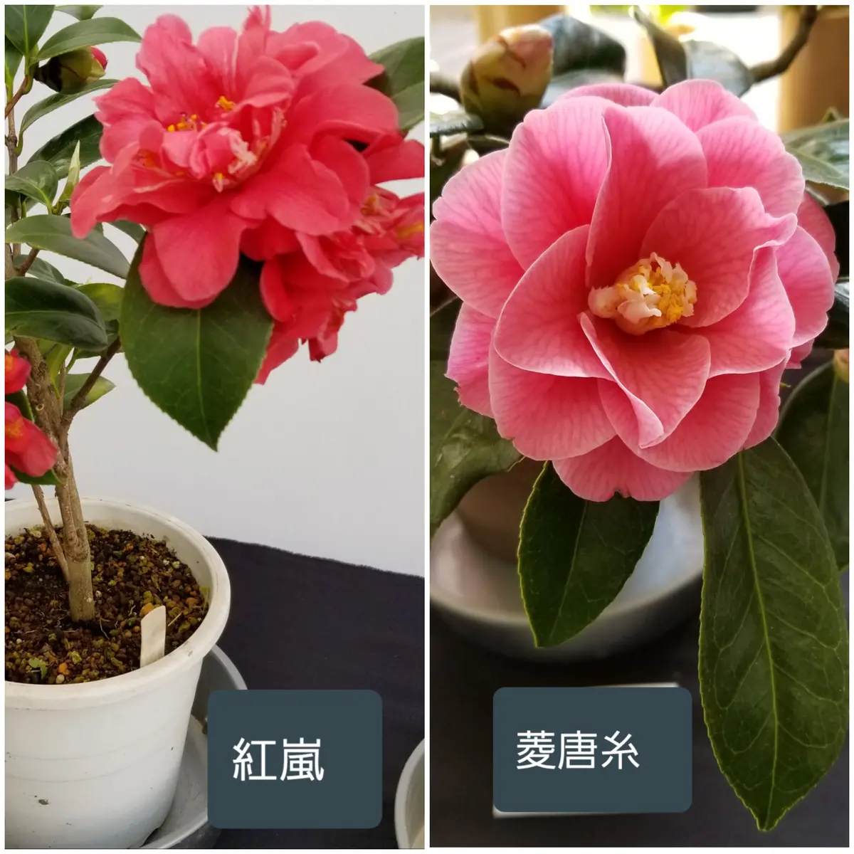 明日まで「大つばき展」新潟県立植物園②｜園芸日記byhanura