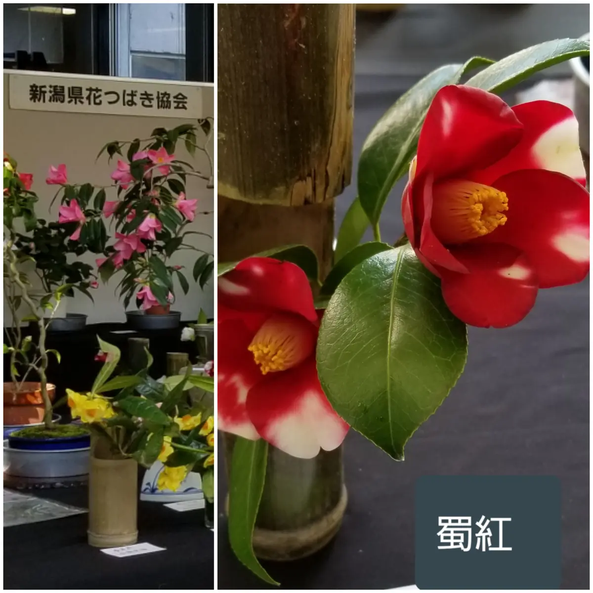 明日まで「大つばき展」新潟県立植物園②｜園芸日記byhanura