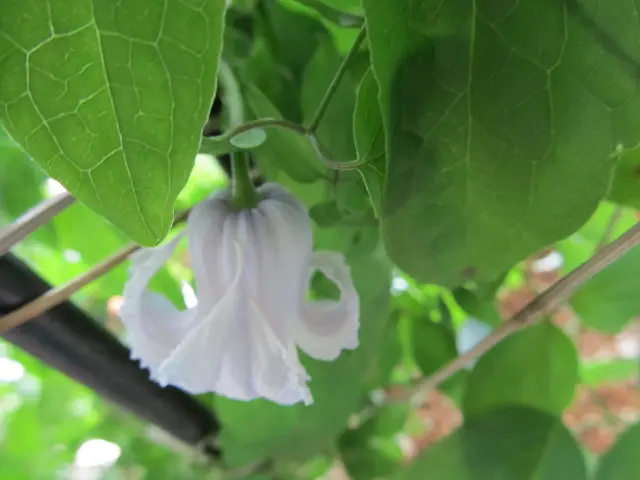 クレマチス・クリスパエンジェル咲いている｜園芸日記byうさた