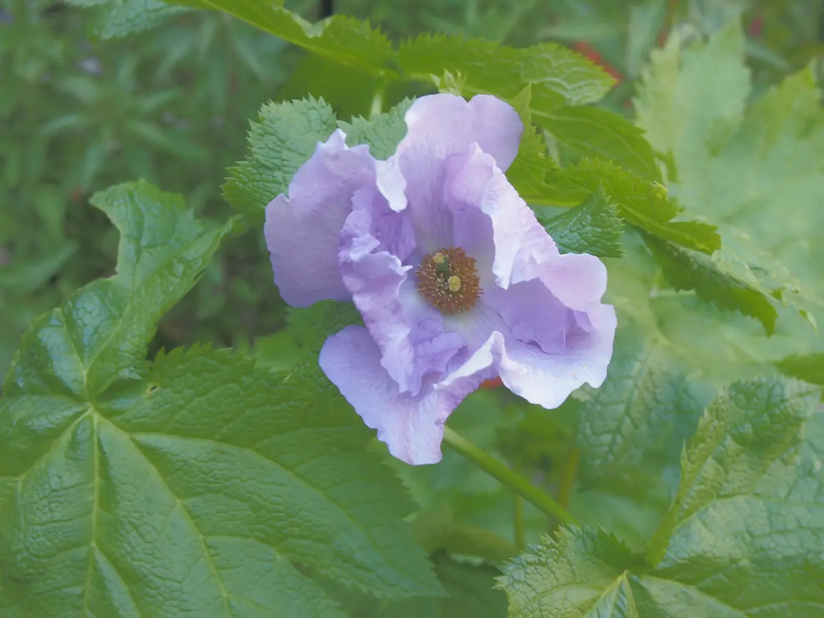 実生のシラネアオイが咲きました｜園芸日記by種蒔き病人｜みんなの趣味