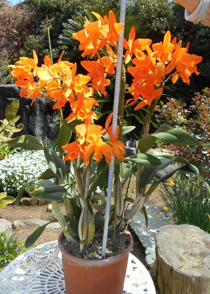 カトレア、名前教えて下さい｜園芸日記byはなそうさ（花匝瑳