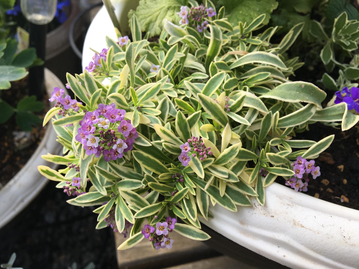 斑入り葉紫色のお花3つ｜園芸日記byあずきもち｜みんなの趣味の園芸 