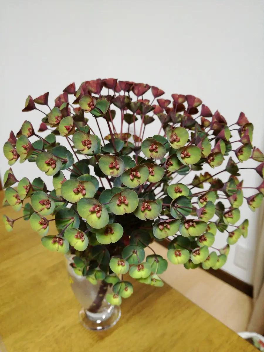 ユーフォルビア ドライフラワー 日限定10 ドライ m flowers 押し花 ユーフォルビア ドライフラワー花材