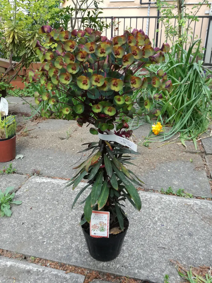 ユーフォルビア ドライフラワー ユーフォルビアB品ドライフラワーNo．182 - メルカリ