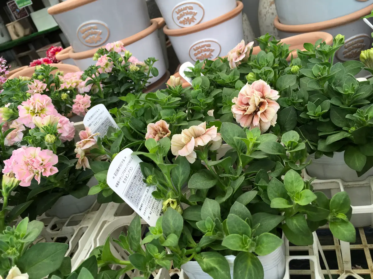 シャビーでシックなアンティークカラーのペチュニア達❤色々届いてい